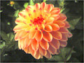 fleur