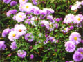 fleur